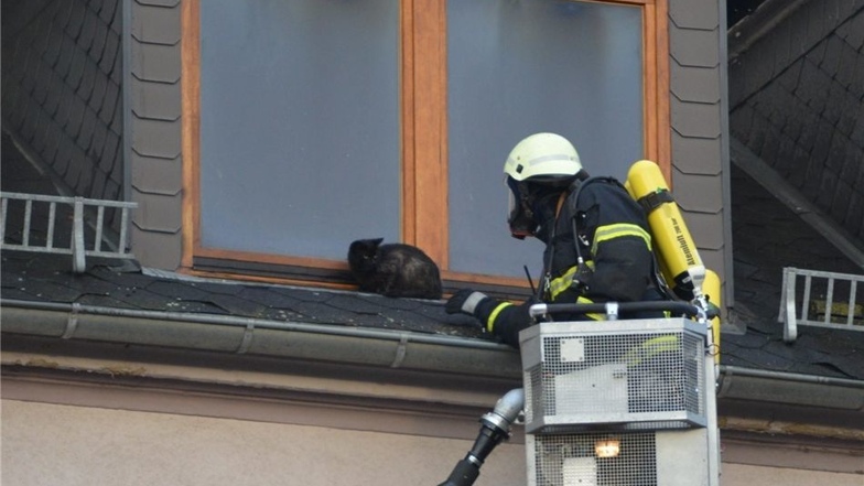 Eine Katze hat sich aus der brennenden Wohnung aufs Dach geflüchtet...