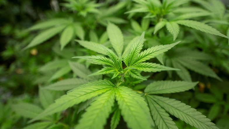 Cannabispflanzen, hier ganz legal als medizinischer Anbau in der Firma Demecan bei Ebersbach.