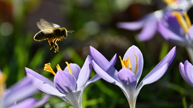 Die ersten sind schon unterwegs: Eine Biene fliegt über blühende Krokusse