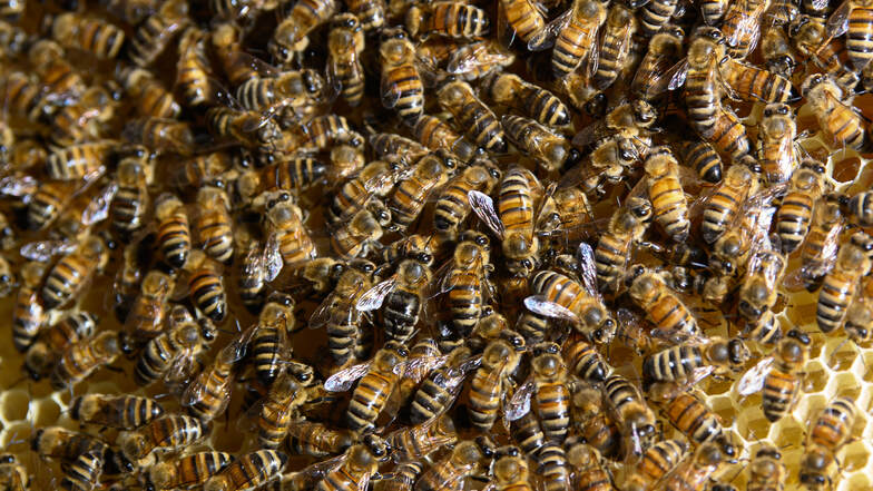 Buckfast-Bienen sind die zweithäufigste Art Honigbienen in Deutschland neben der immer noch am meisten von Imkern gehaltenen Carnica-Biene.