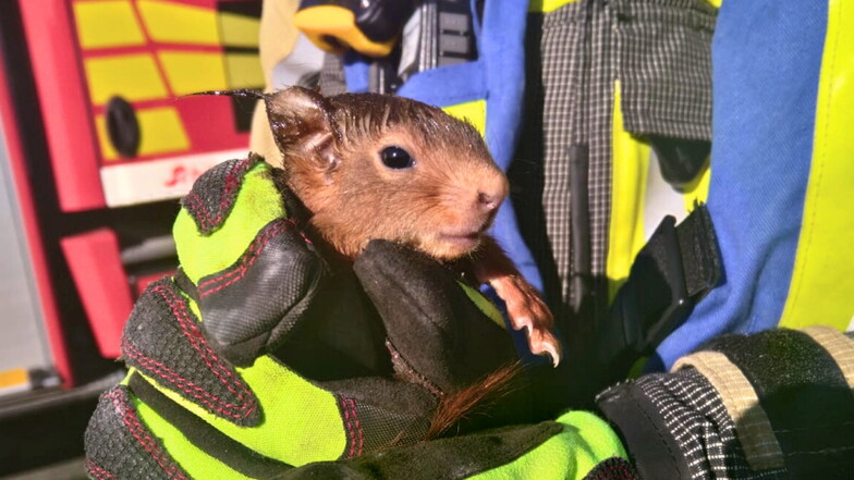 Eines der beiden Eichhörnchen, das Einsatzkräfte aus dem Rohr einer Dunstabzugshaube befreit haben