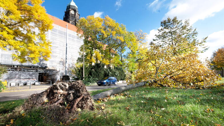 Sturm "Ignatz" hat in Dresden viele Bäume entwurzelt. Bis tief in die Nacht hatte die Feuerwehr mit den Aufräumarbeiten zu tun.