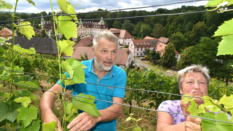 Zu den Winzern in Ostritz gehören auch Ramona und Klaus Tschirner, hier im Juli beim Ausgeizen der Weinstöcke.