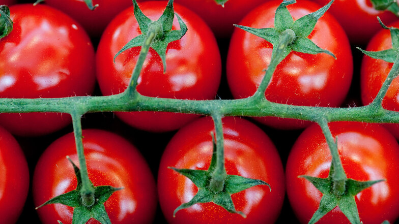 Die Dosis macht das Gift:  Der grüne Strunk von Tomaten kann Kopf- oder Bauchschmerzen verursachen - allerdings nur, wenn man wirklich sehr viel davon isst. Foto: dpa/Klaus-Dietmar Gabbert
