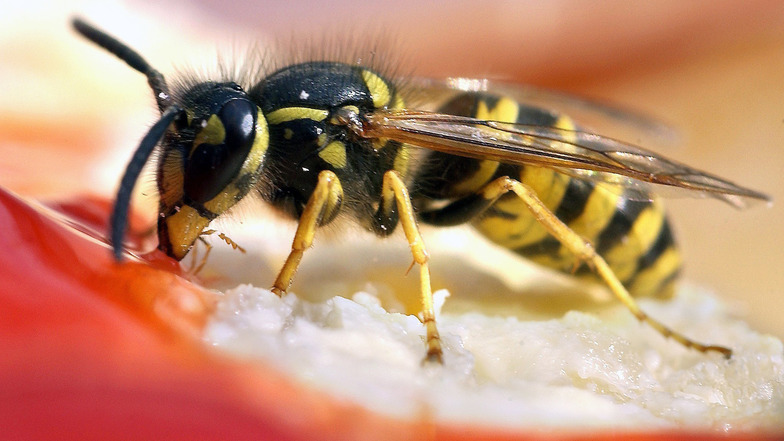 Eine Wespe nascht Erdbeerkonfitüre auf einem Brötchen.