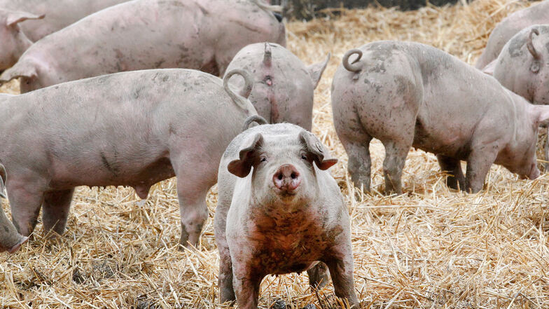 Diese Schweine haben Auslauf, doch die meisten Schweine in Deutschland, die geschlachtet werden, sind ihr Leben lang nur im Stall.