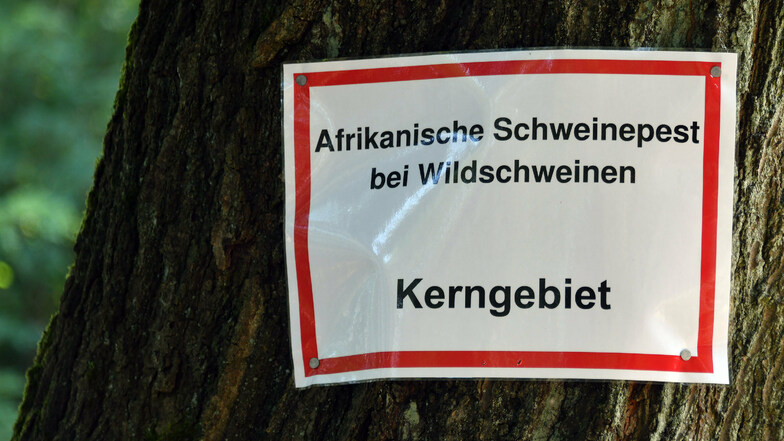 Die Afrikanische Schweinepest hat nun auch Deutschland erreicht.