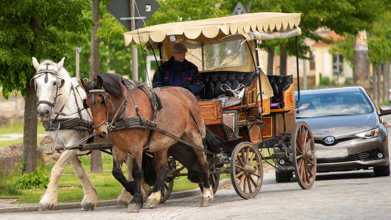Eine Pferdekutsche in Moritzburg. Kutschpferde sind die Teilnahme am Straßenverkehr meist gewohnt, jedoch sind auch sie Fluchttiere.