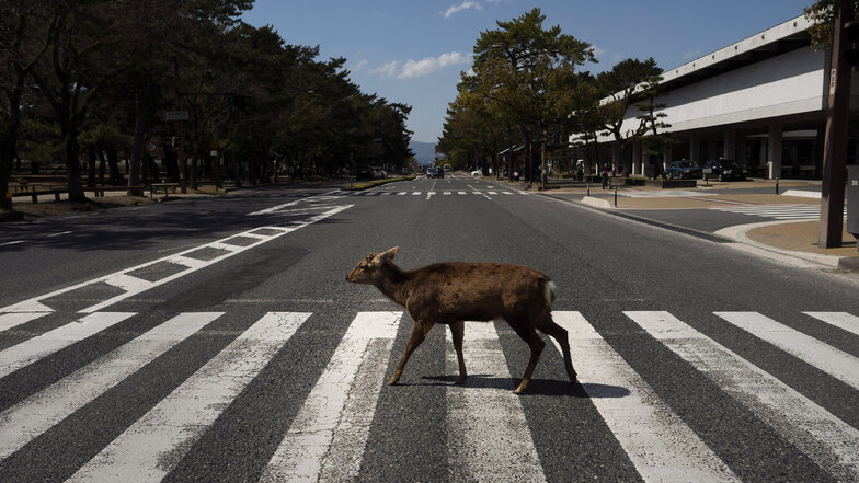 Ein Hirsch überquert einen Fußgängerübergang in Nara in Japan. Mehr als 1.000 Rehe laufen in der alten Hauptstadt Japans frei herum.