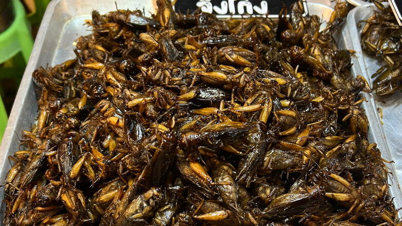 Singapur lässt 16 Insektenarten als Lebensmittel zu - und die EU?
