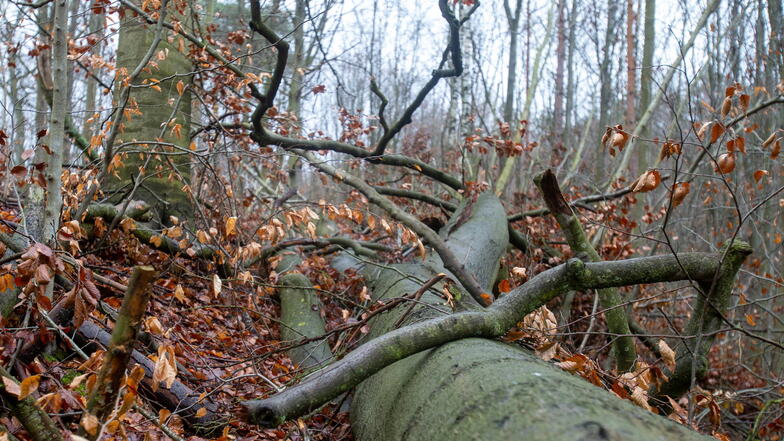 In Sachsen wurden voriges Jahr weitere 1.900 Hektar Wald aus der Nutzung genommen.
