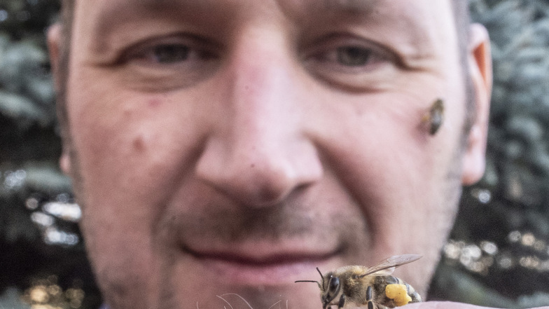 Bienen sind die Leidenschaft von Daniel Queißer. Mit dem Hobby ist er nicht der einzige Oberlichtenauer. Die Biene spielt in dem Pulsnitzer Ortsteil eine besondere Rolle.