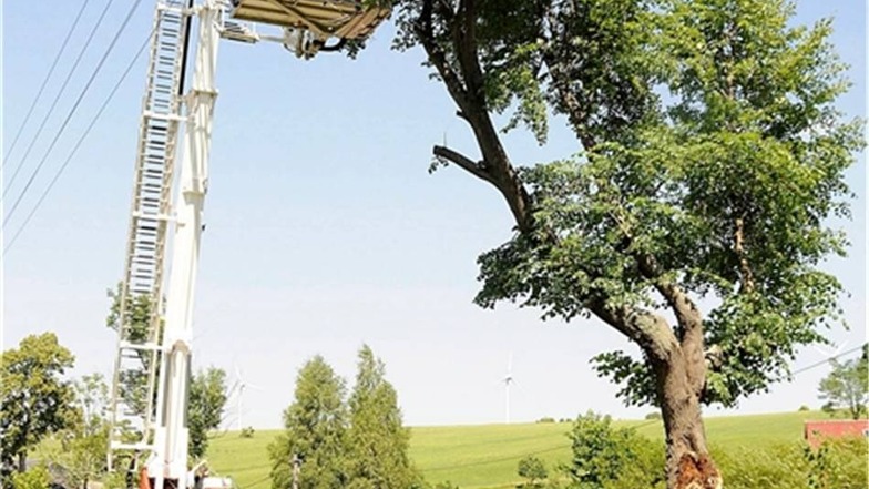 Bäume schneiden Der Baum drohte 2010 in Hennersdorf auf ein Haus zu fallen. Die Wehr schnitt ihn zurück.