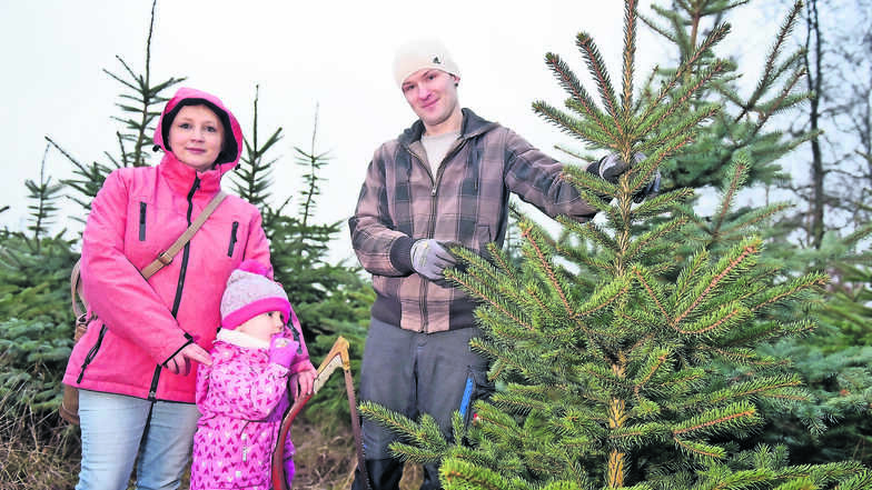 Sarah Reibetanz und David Tamme haben Töchterchen Helena mitbestimmen lassen, welcher Baum dieses Jahr die Wohnung schmücken soll. Ruckzuck war die 1,80 Meter große Fichte abgesägt, die allerdings erst am 23. Dezember aufgestellt wird.