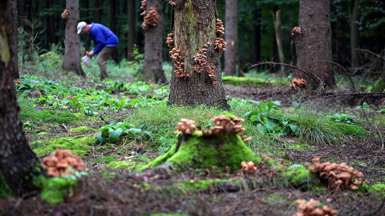 Hallimasch im Nationalpark Sächsische Schweiz. Mit dem Pilzbefall wächst die Baumsturzgefahr.