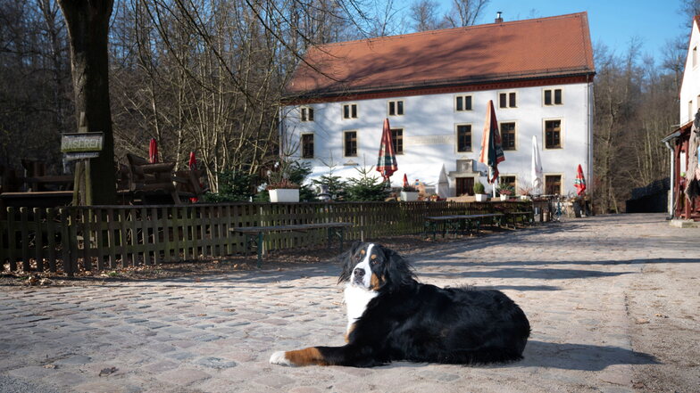 Der Familien-Hund Apollo vor der Marienmühle am Schönborner Weg 3 in Wachau.