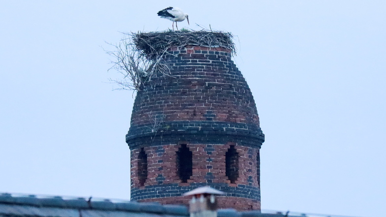 Der Storch in seinem Nest auf dem ehemaligen Schlachthof an der Zittauer Chopinstraße.
