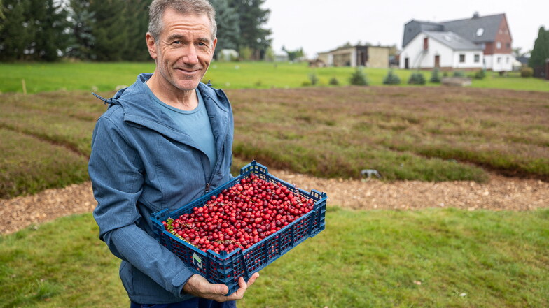 Auf seiner Cranberryfarm in Neuklingenberg kann Hermann Ilgen nun die reifen Beeren ernten.