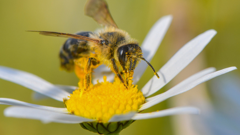Eine Wildbiene sucht auf einer Magerwiesen-Margerite nach Nektar. In Radeburg gibt es verschiedene Initiativen, um wieder mehr Lebensraum für Insekten zu schaffen.