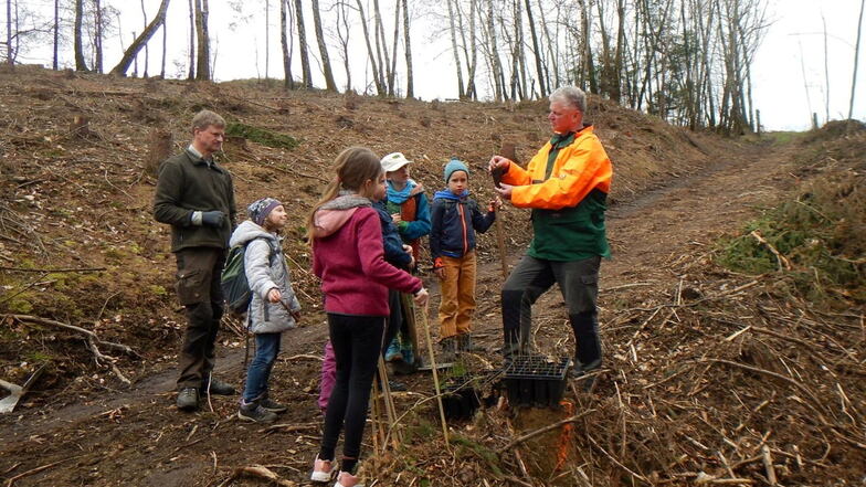 Sächsische Schweiz: Junior-Ranger pflanzen Bäume