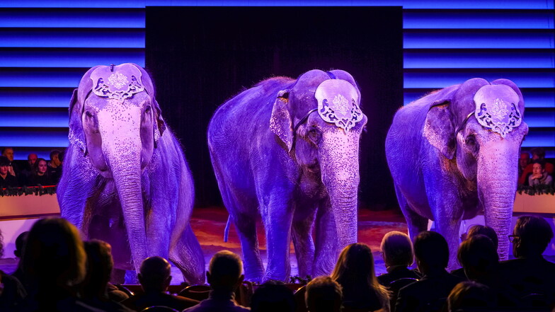 Die drei asiatischen Elefantendamen Baby, Yumba und Mala waren bereits beim Dresdner Weihnachtscircus 2022 zu Gast in der Manege.