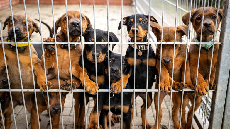 Hunderte Hunde nimmt das Tierheim Dresden jährlich aus. Doch gerade, wenn sie als gefährlich gelten, wird die Suche nach einem liebevollen Zuhause zur Krux.