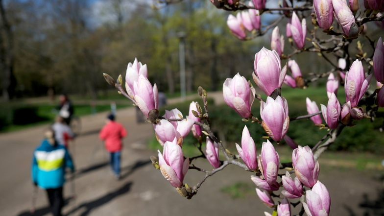 Die Magnolien blühen nahezu überall in Sachsens Tiefland schon. Was jetzt noch fehlt, ist ein bisschen mehr Wärme,