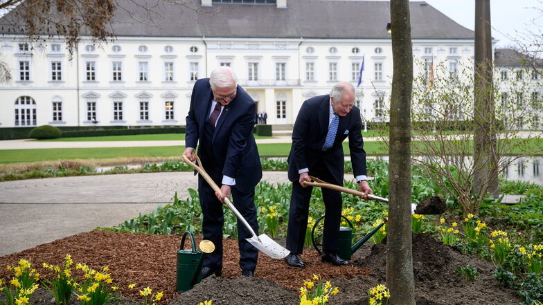 König Charles III. (r) und Bundespräsident Frank-Walter Steinmeier pflanzen im Garten von Schloss Bellevue eine Manna-Esche.