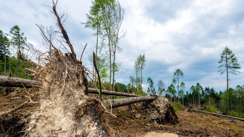 Im Bautzener Stadtwald rund um den Czorneboh gibt es große Schäden. Jetzt sammelt eine Initiative Geld für die Wiederaufforstung.
