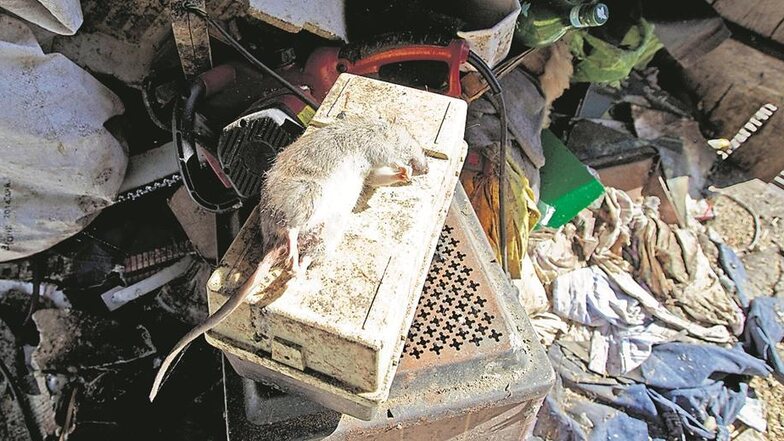Mitten im Müll: Tote Ratten bevölkerten die Müllhaufen, sie wurden nicht entsorgt, nur vergiftet.