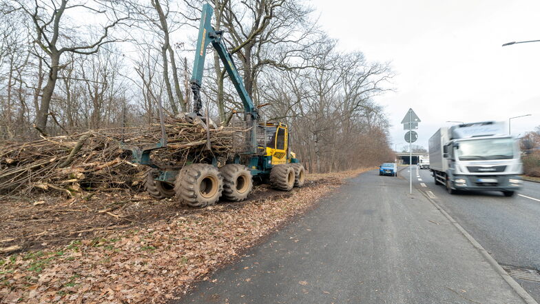 Hunderte Bäume und Sträucher entlang der Radeburger Straße in Dresden sind in den vergangenen zwei Wochen abgeholzt worden.