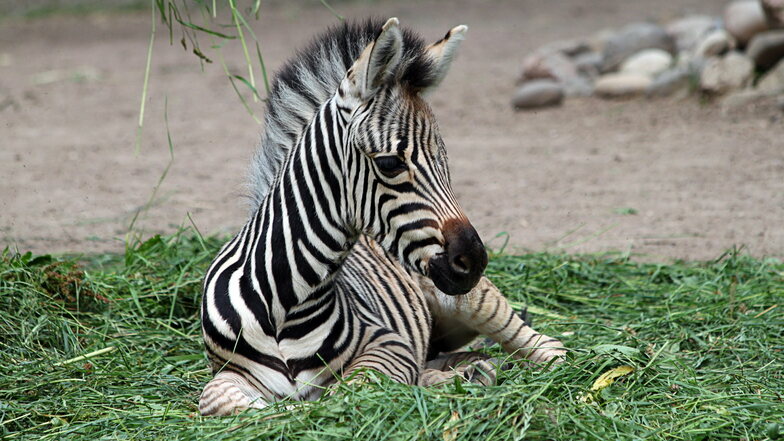 Ein junges Chapman-Zebra kurz nach der Geburt.