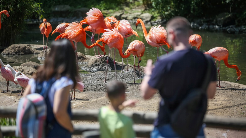 Besonderer Hingucker sind immer wieder die Flamingos im Zoo.