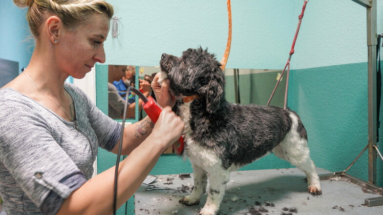 Hund Kai-Uwe bekommt von Tierfriseurin Monika Roscher einen feschen Haarschnitt verpasst - während der Mann der Hundefriseurin sich mit Haargel behelfen muss.