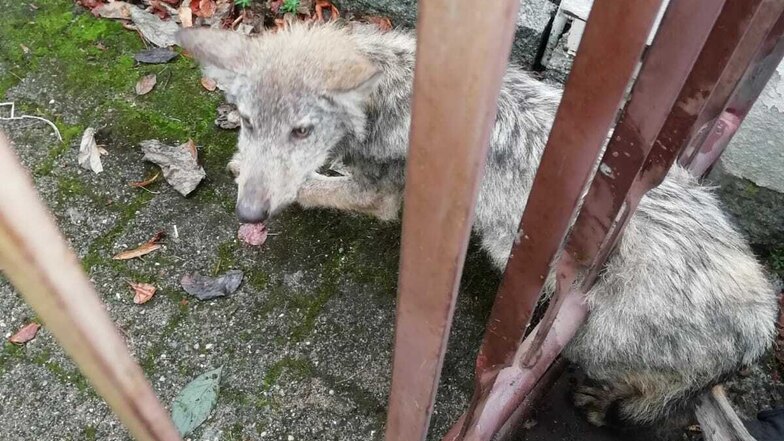 Der verirrte Babywolf blieb in einem Zaun stecken.