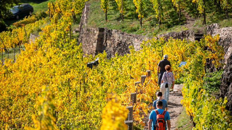 Spaziergänger im herbstlich gefärbten  Wackerbarth-Weinberg in Radebeul. Die Weinlese im sächsischen Elbland bringt 2023 Spitzenergebnisse.