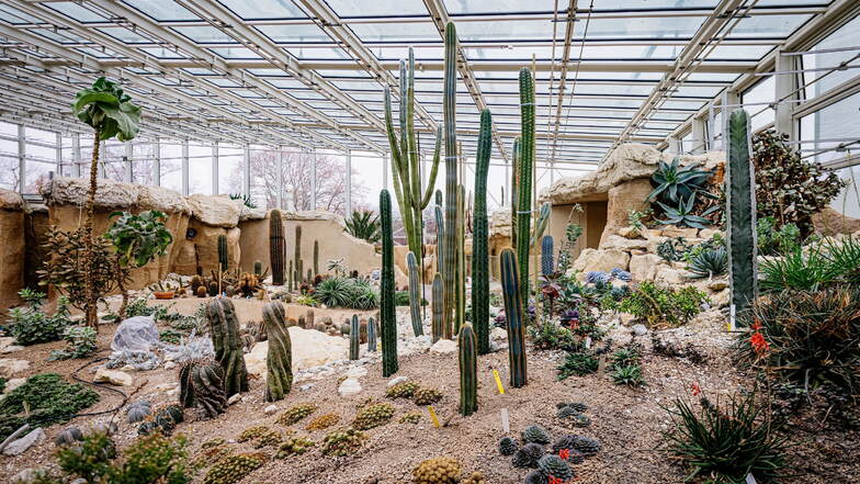 Im neuen Pflanzenschauhaus Danakil in Erfurt gibt es zwei Klimabereiche - eine karge Wüste und einen tropischen Urwald.