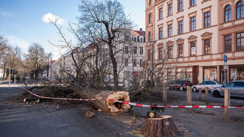 Viele Bäume stehen nicht mehr auf dem oberen Teil des Görlitzer Elisabethplatzes. Diese Kastanie musste im Februar eines Morgens gefällt werden, nachdem sie in der Nacht von Sturm Zeynep beschädigt worden war.