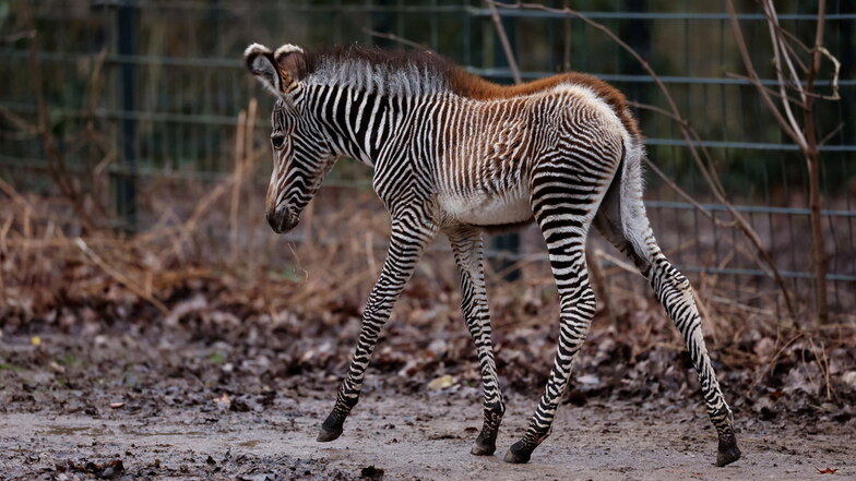 Nachwuchs bei den Grevyzebras (Equus grevyi) im Tiergarten Nürnberg: Zebra-Baby Lumi wurde am 24. Januar 2024 geboren.