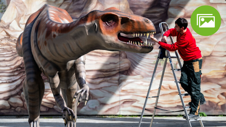 Zahnpflege für einen Allosaurus: Pünktlich zum Saisonstart am 25. März müssen die Dinos im Saurierpark Kleinwelka auf Vordermann gebracht werden. Hier sorgt Mirko Möhn für die Frischekur einer Urzeitechse.