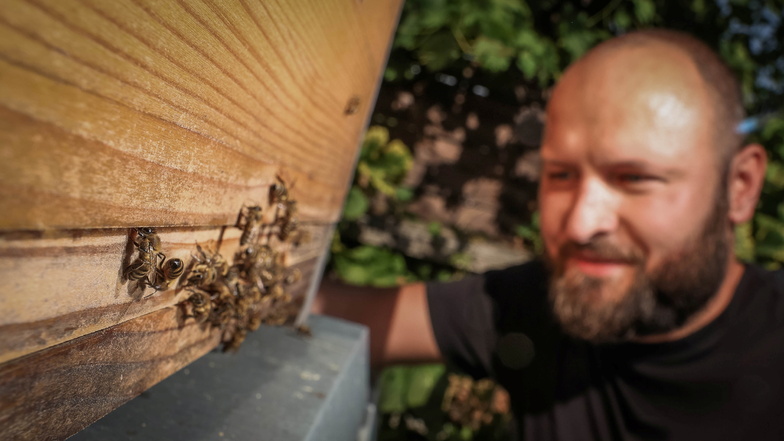 "Die hier sind ganz lieb", sagt Hobby-Imker Markus Röleke. Etwa 250.000 Bienen schwirren von seinem Garten in Dresden-Pieschen zu sämtlichen Blüten in der Nähe aus.