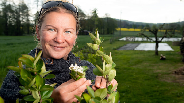 Die Blüten des Aronia-Strauches haben die kalten Nächte unbeschadet überstanden. Corina Cwolek hofft jetzt auf eine gute Obst- und Gemüseernte. Was sie auf dem Grundstück der Familie in Neukirch anbaut, verkauft sie in ihrem Laden in Schirgiswalde.
