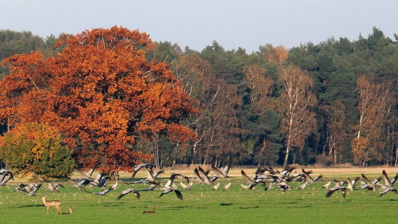 Auf der Fläche, die Industriegebiet werden soll, sind zahlreiche Vogelarten heimisch. Ein Gutachten zur Erfassung von Zug- und Rastvögeln wurde bereits 2023 von der Gemeinde in Auftrag gegeben.