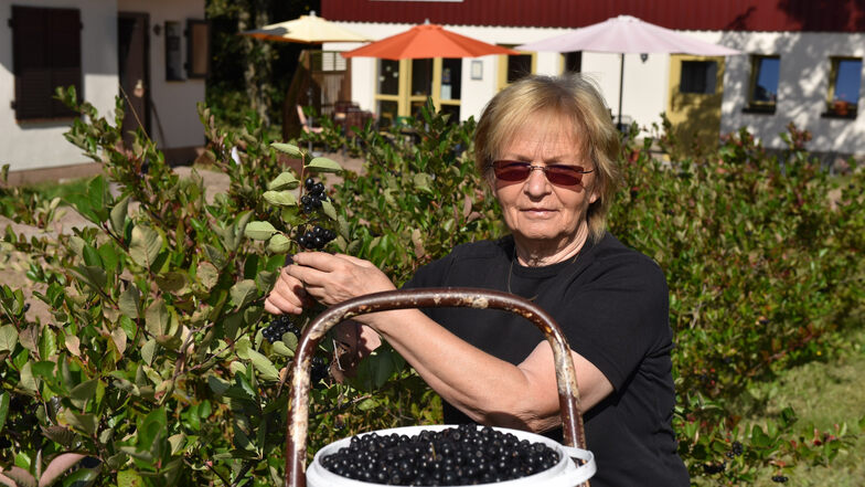 Monika Rasehorn aus Neurehefeld hat mit ihren Helfern in knapp acht Tagen die Aronia-Ernte eingebracht. Jetzt müssen die Früchte verarbeitet werden. Das wird noch einmal etwa 14 Tage dauern.
