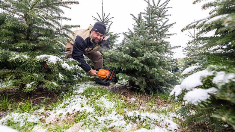 Start der Weihnachtsbaumsaison im Osterzgebirge: Pesterwitz verkauft schon
