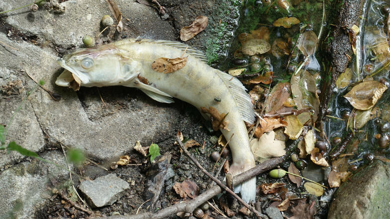 Ein kleiner Zander liegt verendet am Ufer des unteren Teiches im Bürgergarten. Andere Fische kommen mit den Bedingungen im Teich noch besser zurecht.