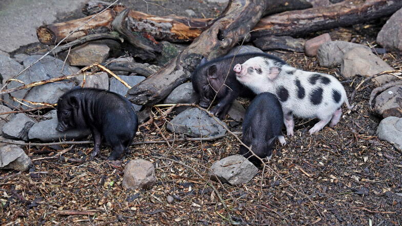 Schneckli, Sternchen, Spirelli und Hörnchen heißen die vier Ferkel im Riesaer Tierpark.