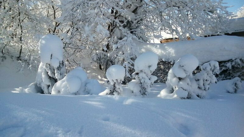 Leser Siegfried Tietz aus Altenberg schreibt: "Der Schnee hat aus den kleinen Sträuchern eine Schneefamilie gemacht."