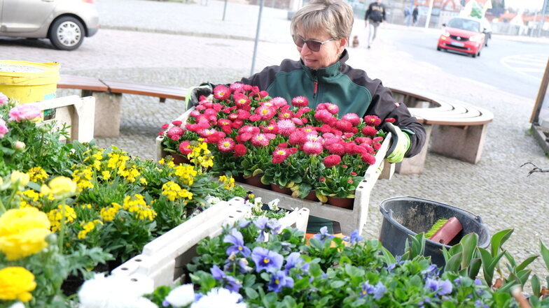 Gärtnerin Birgit Geißler vom Bauhof sorgt für die natürlich-schöne Frühjahrsbepflanzung in Meißen.