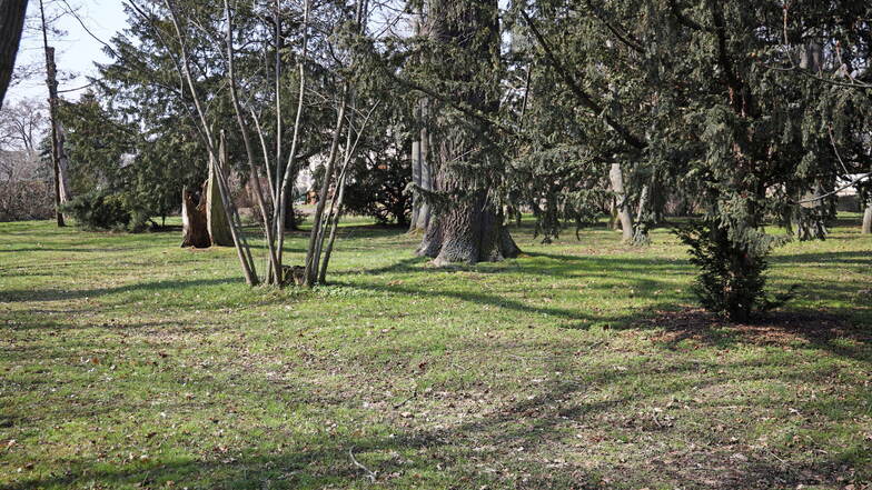 Da fehlt doch was: Der Schlosspark Gröba kann mit teils beeindruckendem Baumbestand aufwarten - Spazierwege aber sucht man in der Anlage vergebens.
